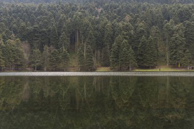 Çam ağaçları yansıması Bolu Türkiye ile Abant Gölü yakınındaki.