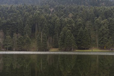 Çam ağaçları yansıması Bolu Türkiye ile Abant Gölü yakınındaki.