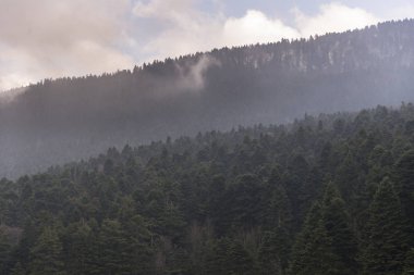 Kışın çam ağaçları.