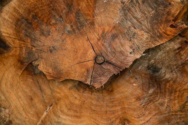 Surface Cutted Tree — Stock Photo, Image