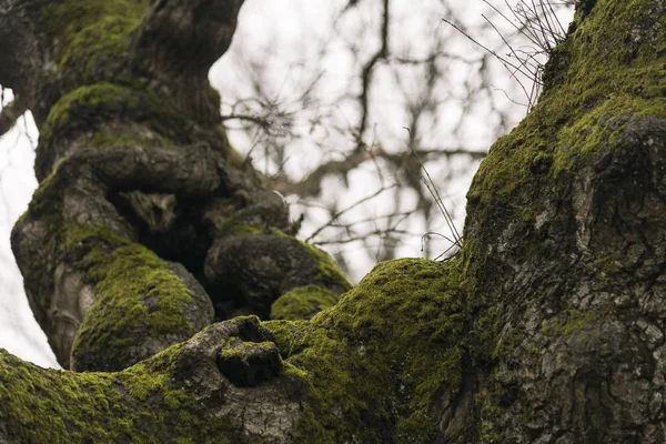 冬天树上的苔藓 — 图库照片