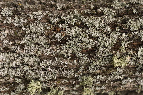 Musgo Sobre Árbol Temporada Invernal — Foto de Stock