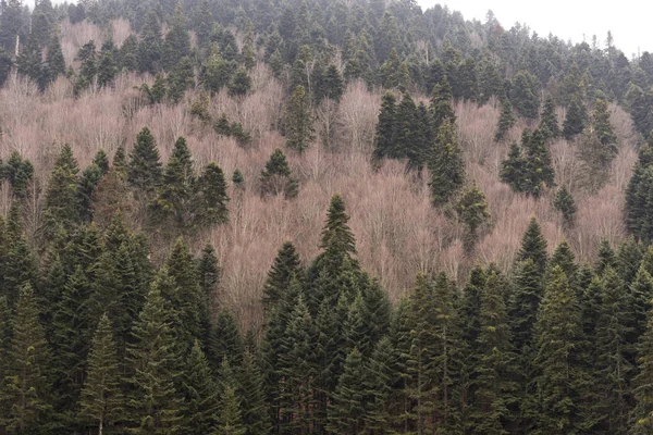 Dennenbomen Winter — Stockfoto
