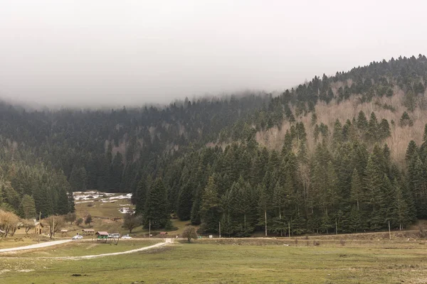 Parque Natural Del Lago Abant Pinos Invierno — Foto de Stock