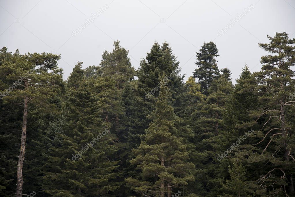 Pine trees in winter.
