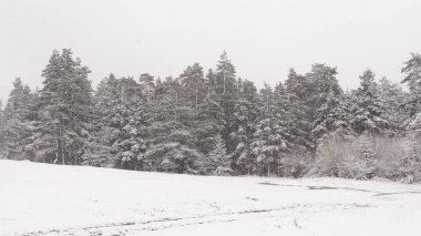 Çam ağaçları ile kar ve kış aylarında kar yağışı acvtually.