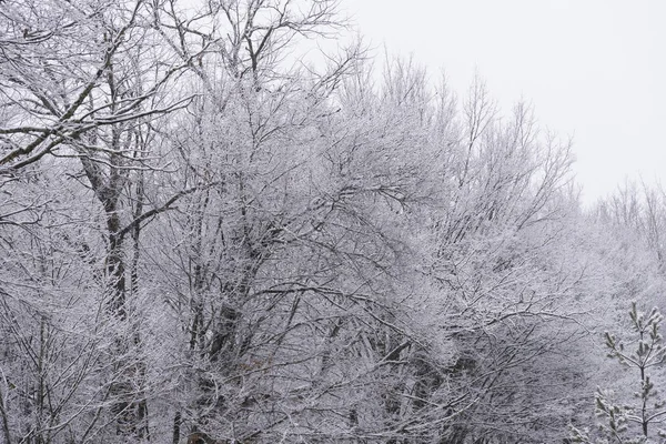 Ramos Sem Folhas Com Neve Inverno — Fotografia de Stock