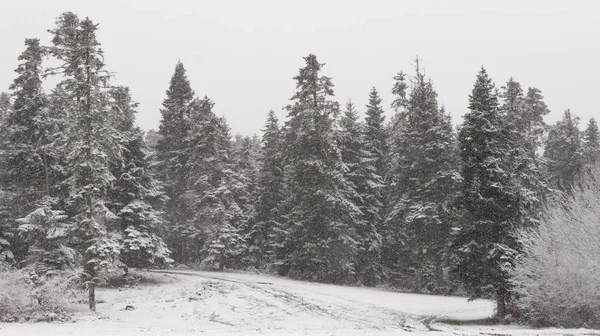 Dennenbomen Met Sneeuw Acvtually Sneeuwt Winter — Stockfoto