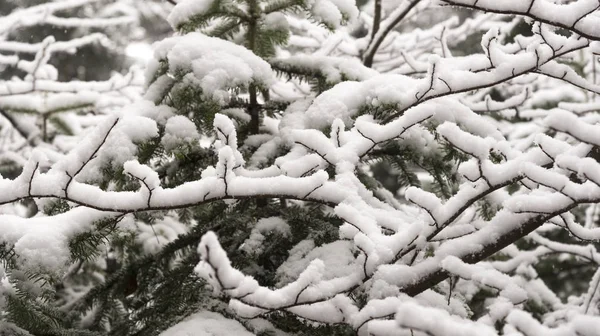Pinhais Com Neve Nevando Acentuadamente Inverno — Fotografia de Stock