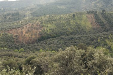 Üstten görünüm doğal sahipsiz zeytin alanları.