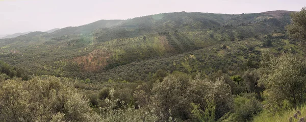 Panorámás Természetes Elhagyott Olajbogyó Mezőivel Felülnézet — Stock Fotó