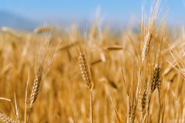 Mavi bir gökyüzü ile atış kadar sivri kapatın.