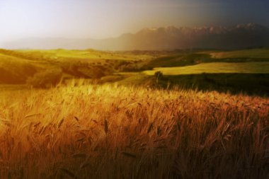 Ekili hububat ve tepeler ve dağlar, yatay.