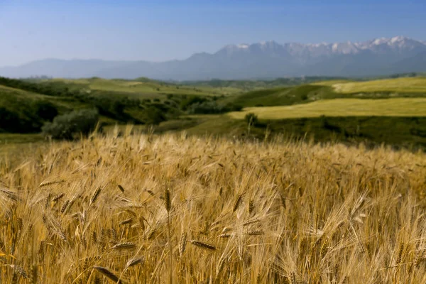 耕された穀物や丘や山のある風景 — ストック写真