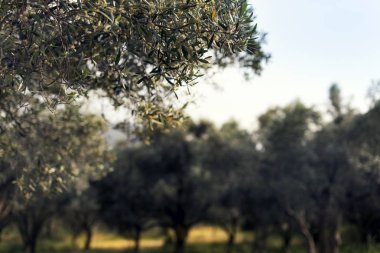 Olive farm kapatmak manzara bahar sezonunda.