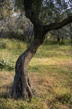 Alanında bir zeytin ağacının gövde.