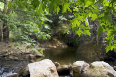 Yaprakları kayalar ve akış.
