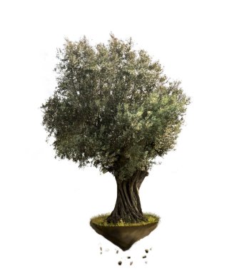 Olive tree isolated on a white background. clipart