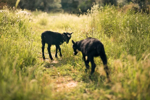 Goatings Prado Uma Fazenda Azeitona — Fotografia de Stock