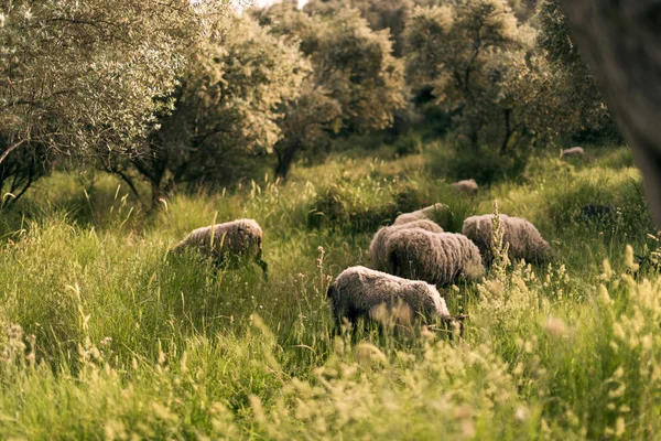 Goatlings and sheeps in an olive farm and in spring season.