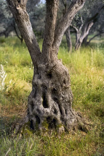Stamm Eines Olivenbaums — Stockfoto