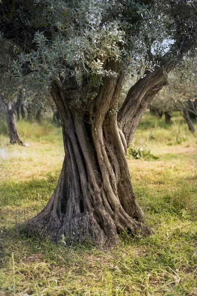 Stamm Eines Olivenbaums Auf Dem Feld — Stockfoto