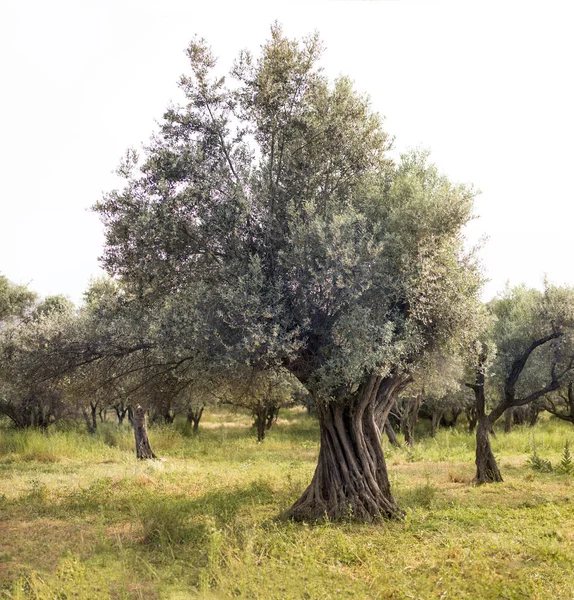 Drzewo Oliwne Oliwnymi Gospodarstwa — Zdjęcie stockowe