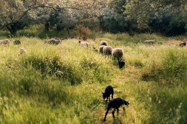 Goatlings Ovce Olivové Farmy Jarní Sezóně — Stock fotografie