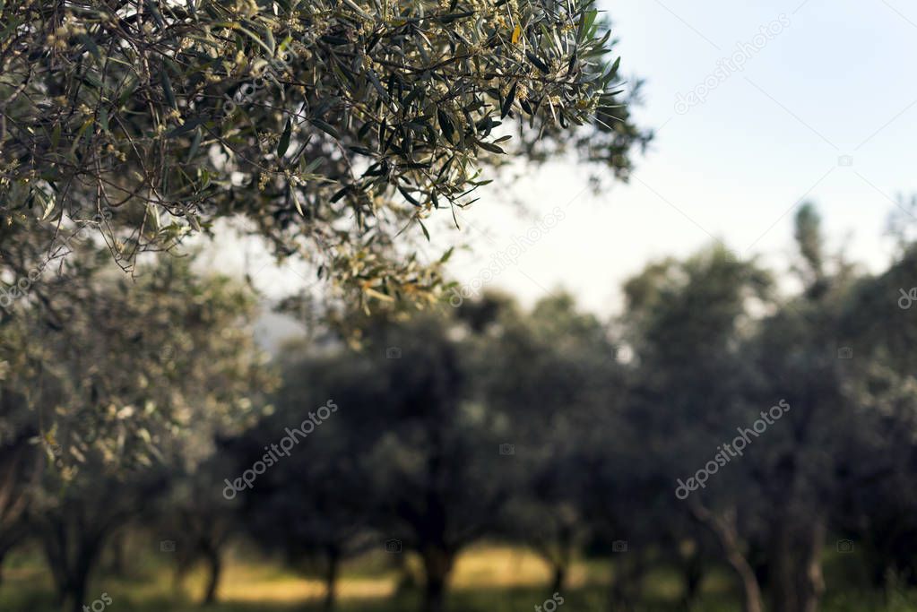 Olive farm close up landscape in spring season.