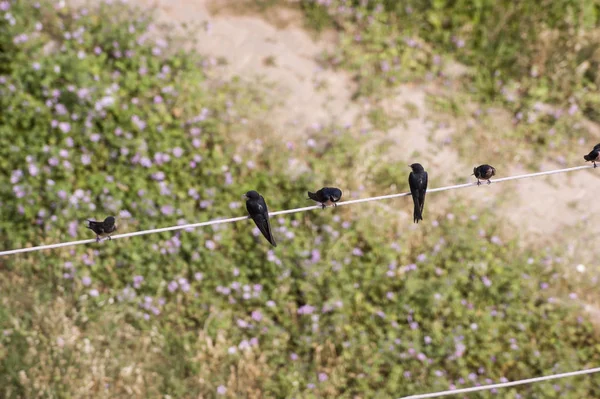 Ovanifrån Sväljer Fåglar Tråd — Stockfoto