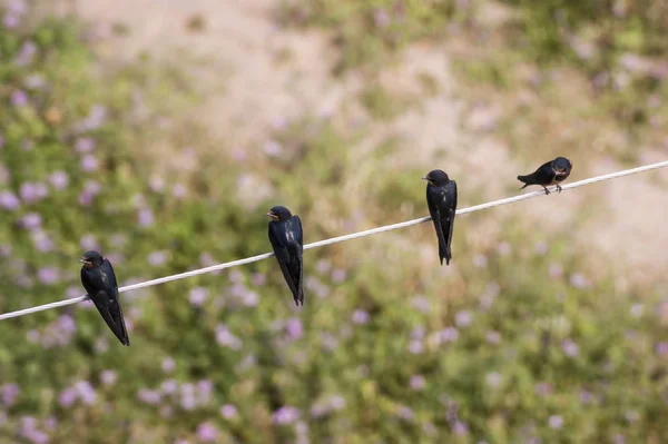 Bir Tel Üzerinde Kırlangıç Kuşların Üstten Görünüm — Stok fotoğraf