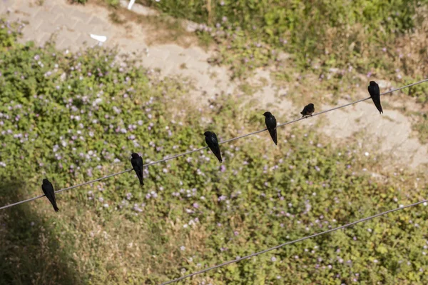 Vista Superior Las Aves Golondrinas Alambre —  Fotos de Stock