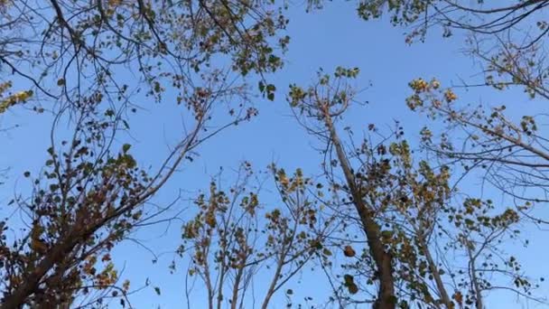 Взгляд Небо Вращение Вокруг Деревьев Медленно Сухими Листьями Осенний Сезон — стоковое видео