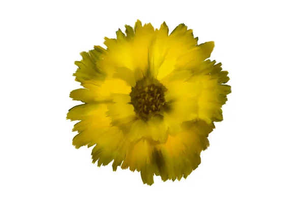 Yellow Flower Illustration White Background — Stock Photo, Image