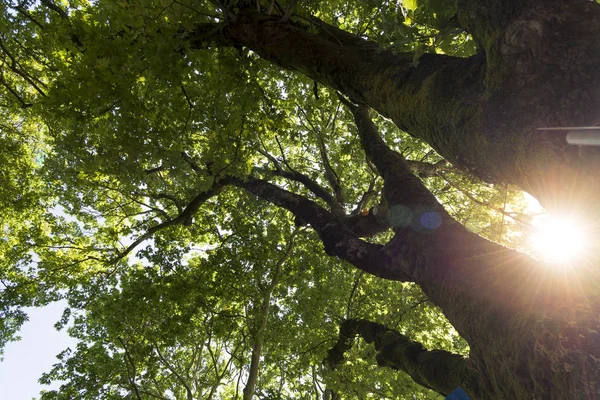 Sun lights leaks among from the leaves of a mapple tree.