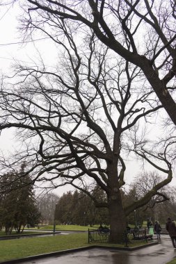 Kharkiv, Ukrayna-Aralık 31, 2017 Kharkiv Şehir Ukrayna 'daki en eski ağaç.