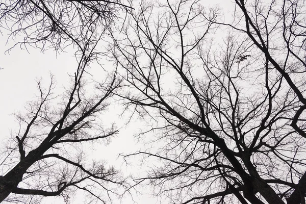 Ağaçların Dalları Bir Bulutlu Yağmurlu Kış Gününde — Stok fotoğraf