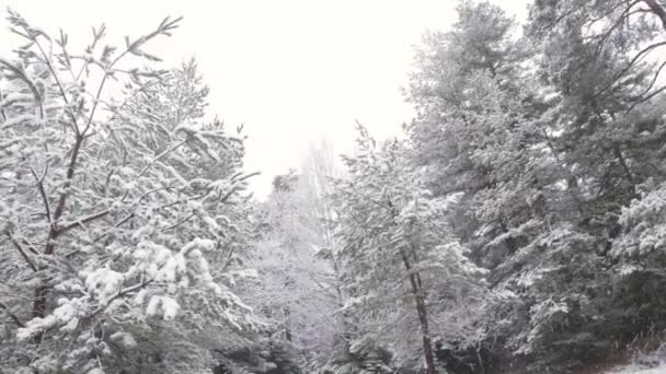 松树和下雪的天气与平底锅运动在冬天 — 图库视频影像
