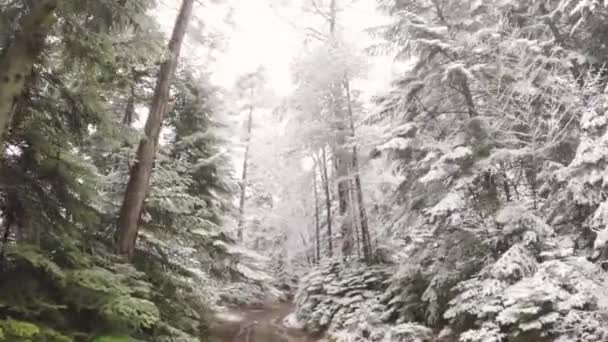 走在森林里的一条小路上 在雪的画面下 — 图库视频影像