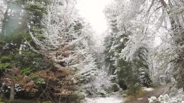 冬の森の中 松の木 々の間を雪 — ストック動画