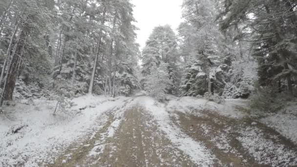 走在森林里的一条小路上 在雪的画面下 — 图库视频影像