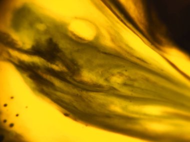 Altın renkli soyut boya arka plan doku.