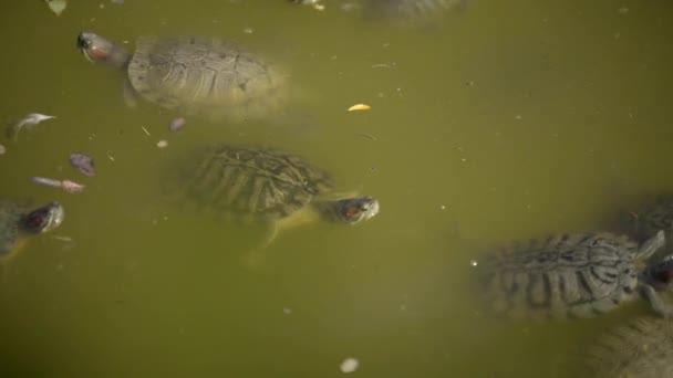 Tartarugas Água Cor Das Águas Verde Flutuando Algumas Folhas Sobre — Vídeo de Stock
