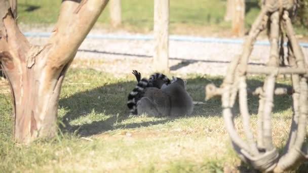 Três Lêmures Coçando Uns Aos Outros Zoológico — Vídeo de Stock