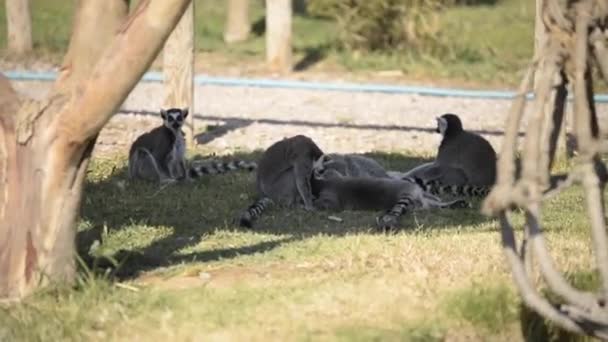 Cinco Anel Caudas Lemurs Deitado Grama Coçar Uns Aos Outros — Vídeo de Stock