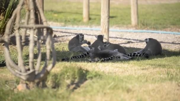 Cinco Lémures Cola Anillada Tumbados Hierba Arañándose Zoológico — Vídeos de Stock