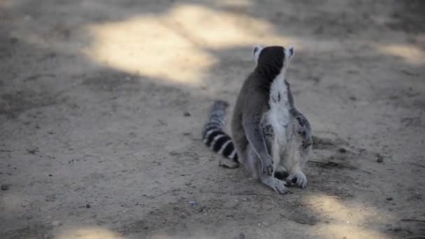 Halka Kuyruklu Lemurlar Hayvanat Bahçesi — Stok video