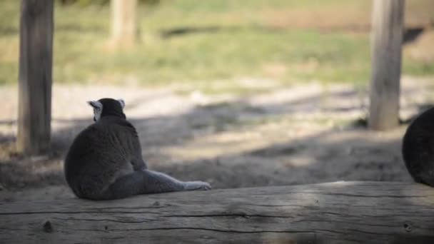 Anello Lemure Coda Seduto Albero Tagliato — Video Stock