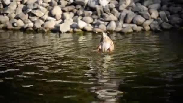 Pato Está Mergulhar Água Está Tentar Alimentar Debaixo Água — Vídeo de Stock