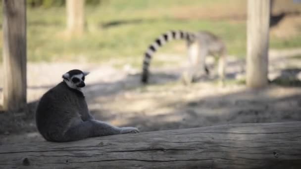 Ringstaart Maki Zittend Een Gekapte Boom — Stockvideo